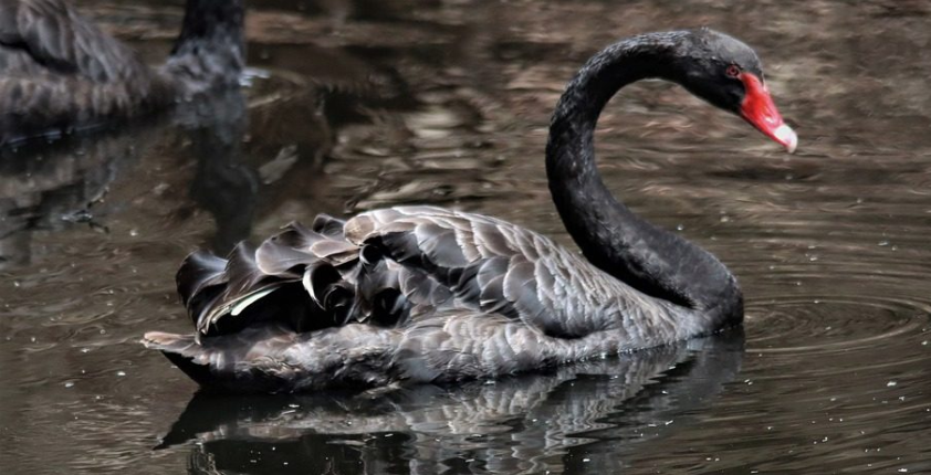 Cisne Negro: conceito traz há duas décadas debates no mercado financeiro