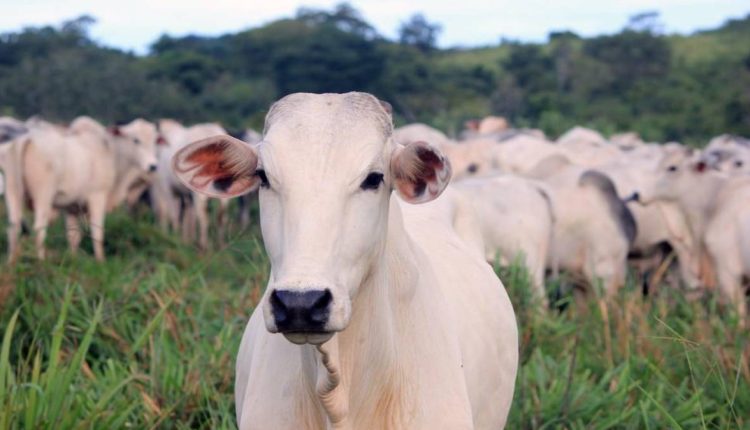 Quatro países suspendem importação de carne no Brasil após mal da vaca louca; caso é confirmada como atípico